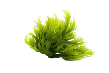 Isolated Green Codium Sea Weed Transparent Background, AI