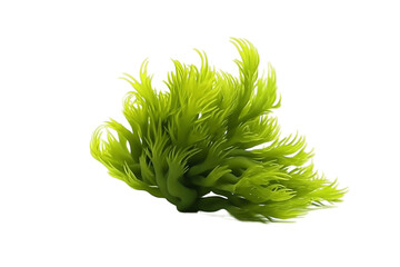Wall Mural - Isolated Green Codium Sea Weed Transparent Background, AI