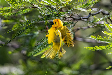 Poster - Taveta Golden Weaver in a Tree