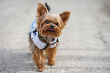 Wall Mural - A small Yorkshire Terrier dog walks the streets 