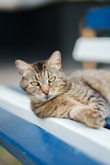 Wall Mural - A beautiful striped cat is lying on an outdoor bench