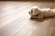 cozy white dog resting on a hardwood floor