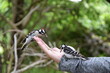 hand feeding a pair of hairy woodpecker birds in nature