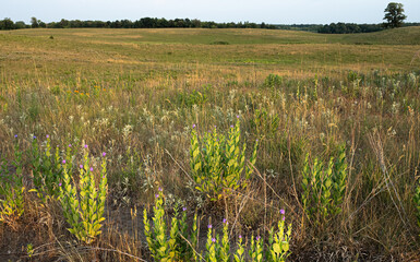 Wall Mural - hoary vervain bloom as the sun sets over the prairie on a spring day
