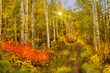 Colorado Fall Colorful Aspen Grove Trees and Trail