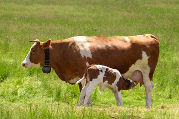 Wall Mural - A calf sucking milk from its mother