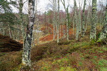 Birch Trees Native Woodland In Muir Of Dinnet. North East End Of Loch Kinord In The Grampian Region, Scotland