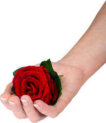 Wall Mural - Woman's Hand Holding Head of Red Rose - Isolated