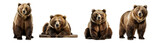 Fototapeta Zwierzęta - Grizzly Bear, Wilderness Majesty: Stunning Bear Illustrations - Cut Out PNG Clipart and Artwork for Logos and Artistic Designs. Versatile Use with Transparent or White Backgrounds.  Illustrations. 
