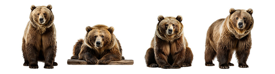grizzly bear, wilderness majesty: stunning bear illustrations - cut out png clipart and artwork for 