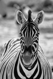Fototapeta Konie - Zebra Headshot Black and WEhite