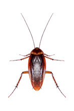 Cockroaches Isolated From White Background,png File.