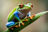 Fototapeta Zwierzęta - frog