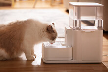 Pet Cat Is Using Pet Water Dispenser, Image Of Drinking Water, Closeup, Indoor Shot, Sofa And Wooden Floor