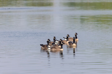 Poster - Small Flock of Canada geese (Branta canadensis) on the lake