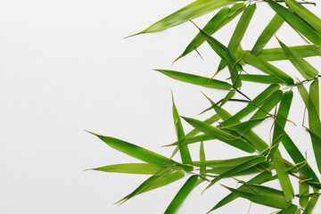 Captivating Bamboo Leaf Background with Elegant White Paper