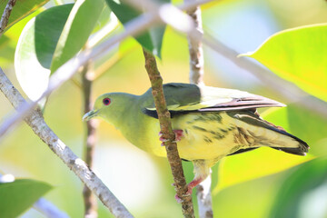 Sticker - Pink-necked green pigeon (Treron vernans) female in Sabah, North Borneo, Malaysia