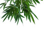 Bamboo leaves on a white background,PNG file.