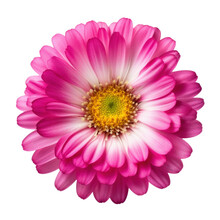 Pink Gerber Daisy Isolated On Transparent Background Cutout