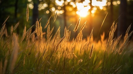 Wild grass in the forest at sunset