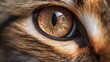 A closeup of a cat's eye and fur