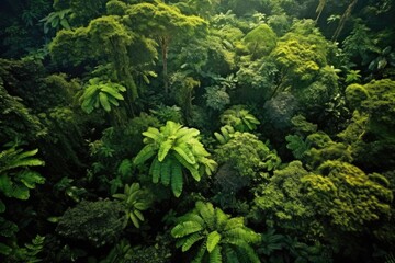 Wall Mural - Jungle Canopy Rainforest Roof