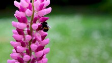 Bumble Bee On A Pink Lupins Summer Blooming Flowers, In The Garden In Sunshine 