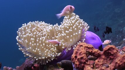 underwater anemone and clown fish impress with their beauty. unique relationship between anemones an