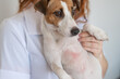 © Михаил Решетников - Veterinarian holding a jack russell terrier dog with dermatitis.