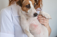 Veterinarian Holding A Jack Russell Terrier Dog With Dermatitis. 