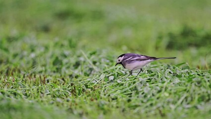 Wall Mural - White Wagtail - Motacilla alba, small popular passerine bird from European fileds, meadows and wetlands, Ukraine.