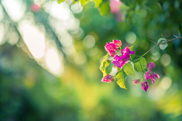  Abstract peaceful ecology landscape. Sun rays flowers inspire. Dream sunset love blooming floral macro. Beautiful nature closeup bougainvillea flowers natural green lush foliage blur summer background
