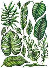 A beautiful set of different tropical and exotic palm leaves and other plants. Watercolor drawing isolated on white background.
