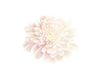 Wall Mural - White flower watercolor illustration