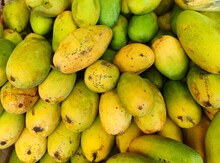 A Variety Of Mango Called Dasheri In Local Language In India. It Is A Sweet And Fragrant Variety Of Mango Grown In North India And The Southern State Andhra Pradesh, Nepal And Pakistan.