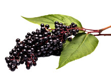 Elderberry Fruit , Isolated On Transparent Background, PNG