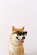 Pies w okularach słonecznych
