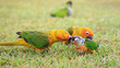 Sun Conure parrot parent taking care of a baby on the gras