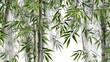 bamboo leaves background HD 8K wallpaper Stock Photographic Image