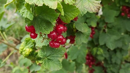 Wall Mural - ripe red currant berries on a branch with green leaves