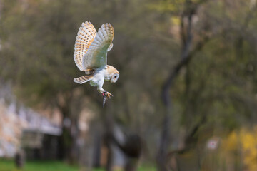 Wall Mural - A little owl flies through the forest between the trees.