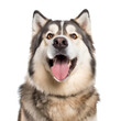 siberian husky puppy isolated on transparent background cutout