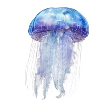 Jellyfish Watercolor Isolated On Transparent Background Cutout