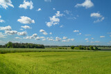 Fototapeta Fototapeta z niebem - Zielone pola i białe chmurki cumulusy na niebie 