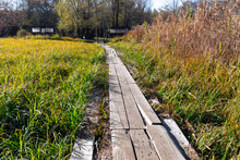Wooden Path Through The Swamp. Wooden Bridge Over Wetland