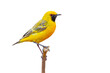 yellow bird  
