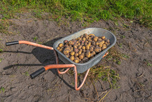 Fresh Organic Potatoes. Harvested Potato Crop In Wheelbarrow