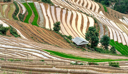 Poster - See terraced fields in the watering season in Mu Cang Chai, Yen Bai province, Vietnam