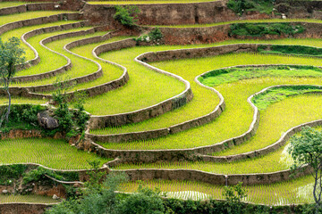 Poster - See terraced fields in the watering season in Mu Cang Chai, Yen Bai province, Vietnam