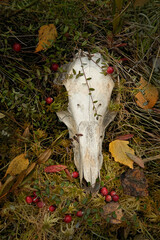 Wall Mural - old animal skull in autumn forest, natural abstract background. autumn season. symbol of death, terrible, scary. Mysticism, occultism, Witchcraft, samhain sabbat, Halloween concept. top view